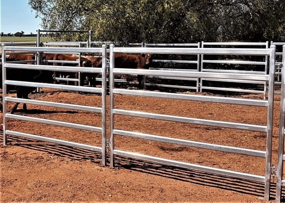 Rot Proof Heavy Duty Cattle Panel 40x40mm Square Galvanized Tube Livestock